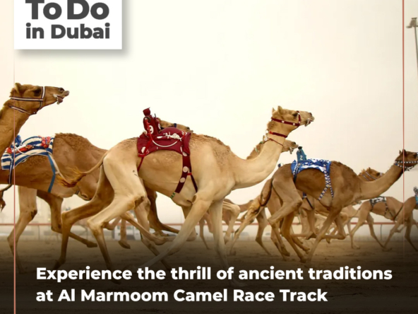 #THINGSTODOINDUBAI: A Day at Al Marmoom Camel Race Track: Experiencing the Thrilling Tradition of Camel Racing