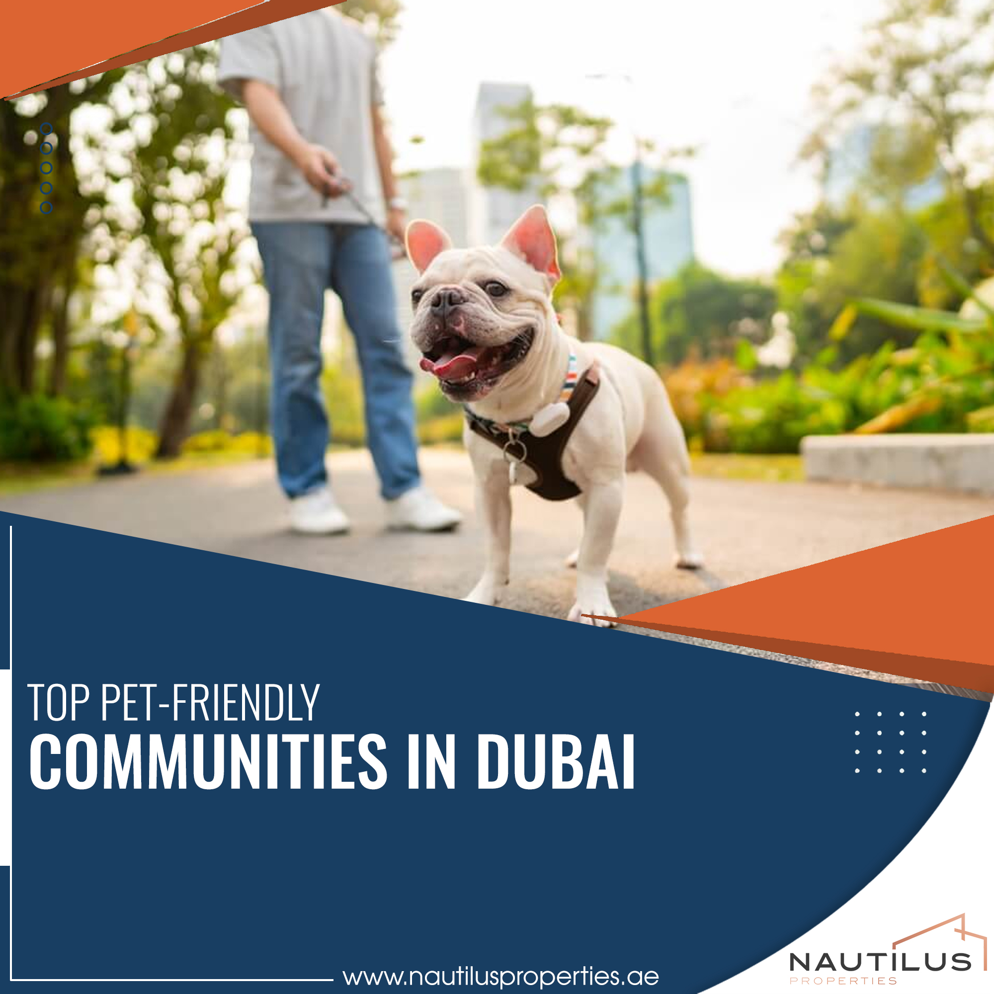 French Bulldog on a leash in a pet-friendly community in Dubai.